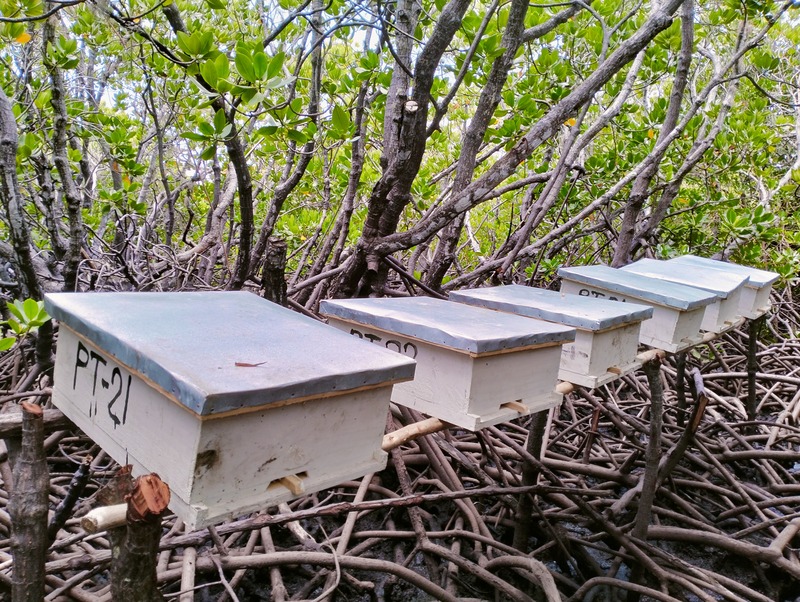 From logging to honey production: How beekeeping is saving Lamu’s mangroves forests