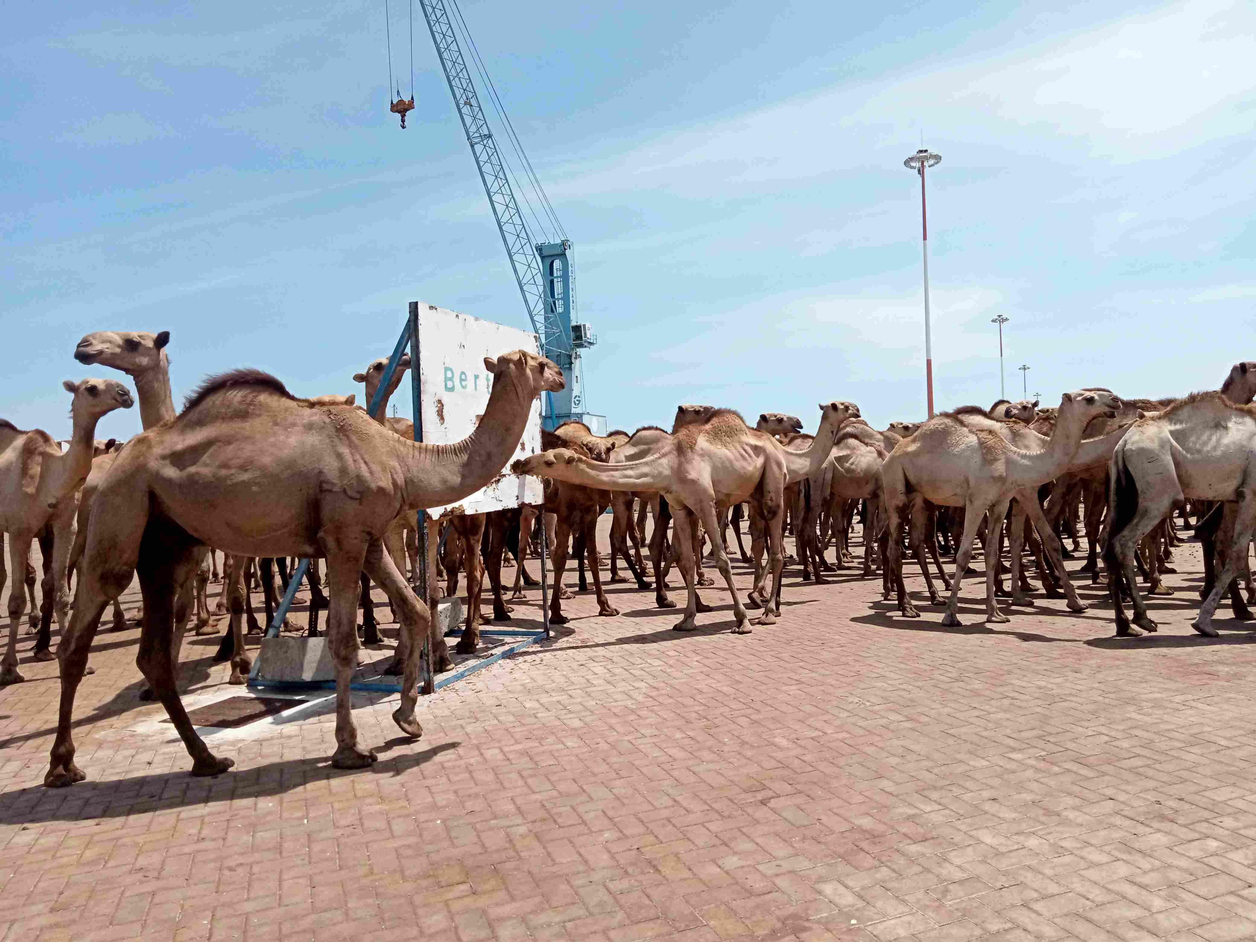 Worry for herders as Lamu Port's livestock export venture loses steam