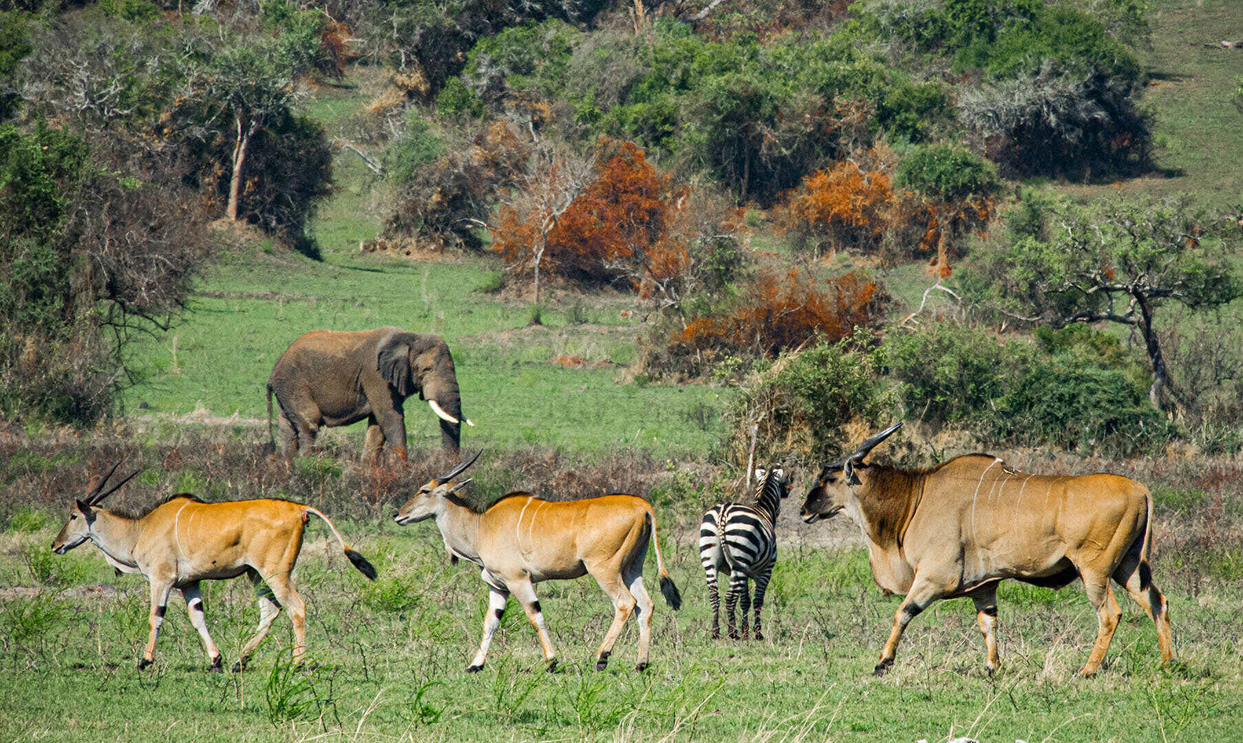 From destruction to thriving wildlife sanctuary: Rebirth of Rwanda's Akagera National Park - Wild Animals at Rwanda's Akagera National Park.  (Photo: Akagera National Park)