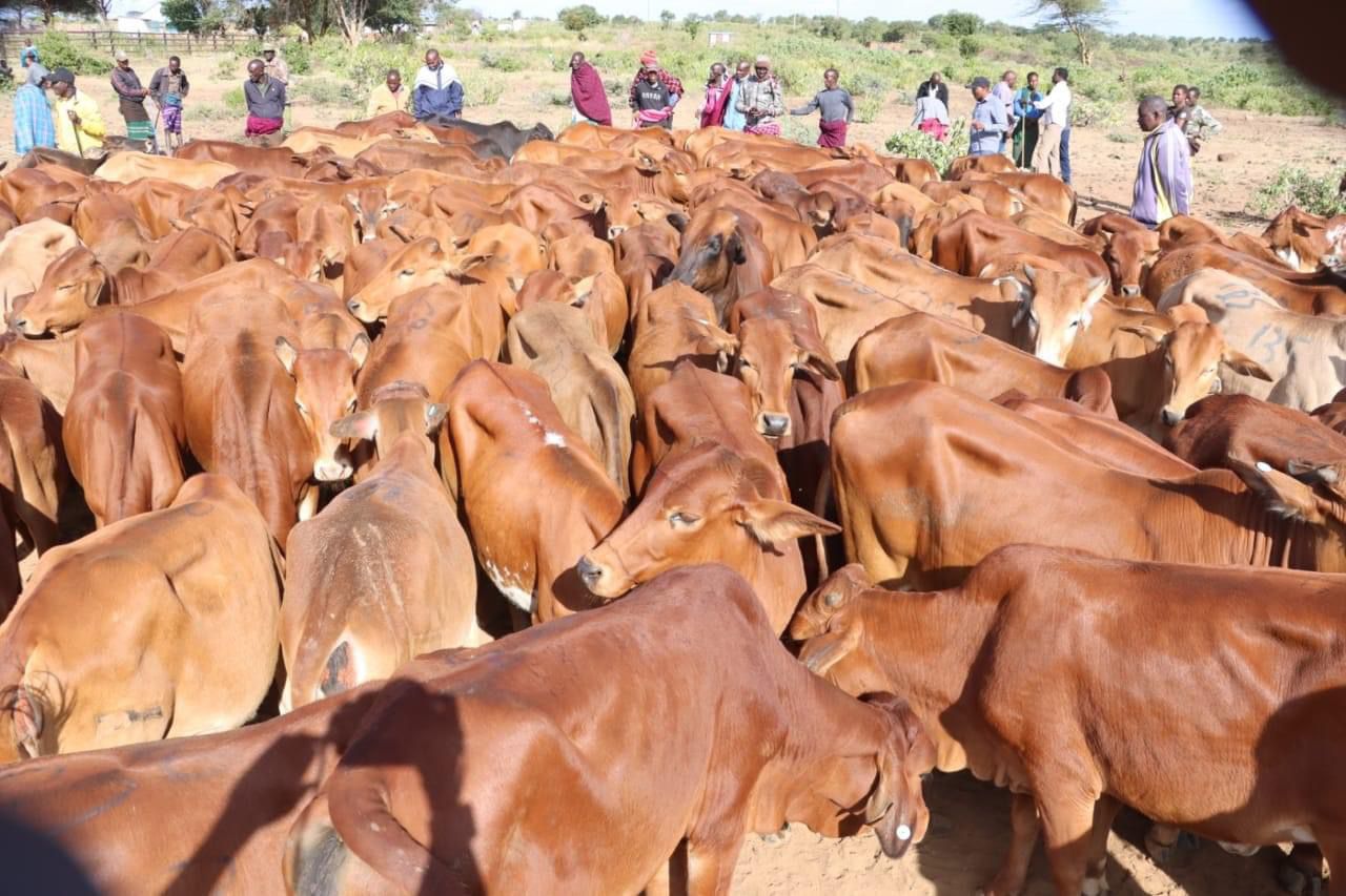 Crackdown on bandits bears fruit as numbers of stolen cattle drop