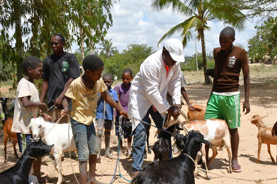 Kilifi livestock farmers in struggle amid lack of veterinary services