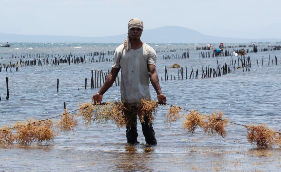 Seaweed farming brings hope to Kwale residents hit by climate change