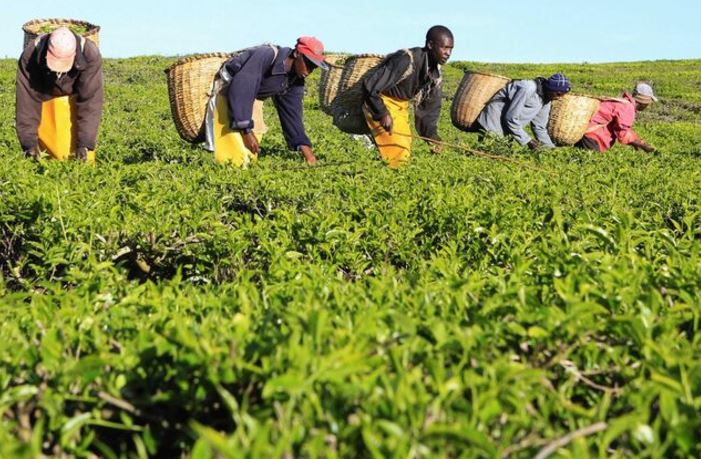 Kenya’s tea exports reach Sh215 billion in 2024 with Pakistan topping market - Workers pick tea leaves at a plantation in Nandi Hills, Nandi County. (Photo: REUTERS/Noor Khamis)