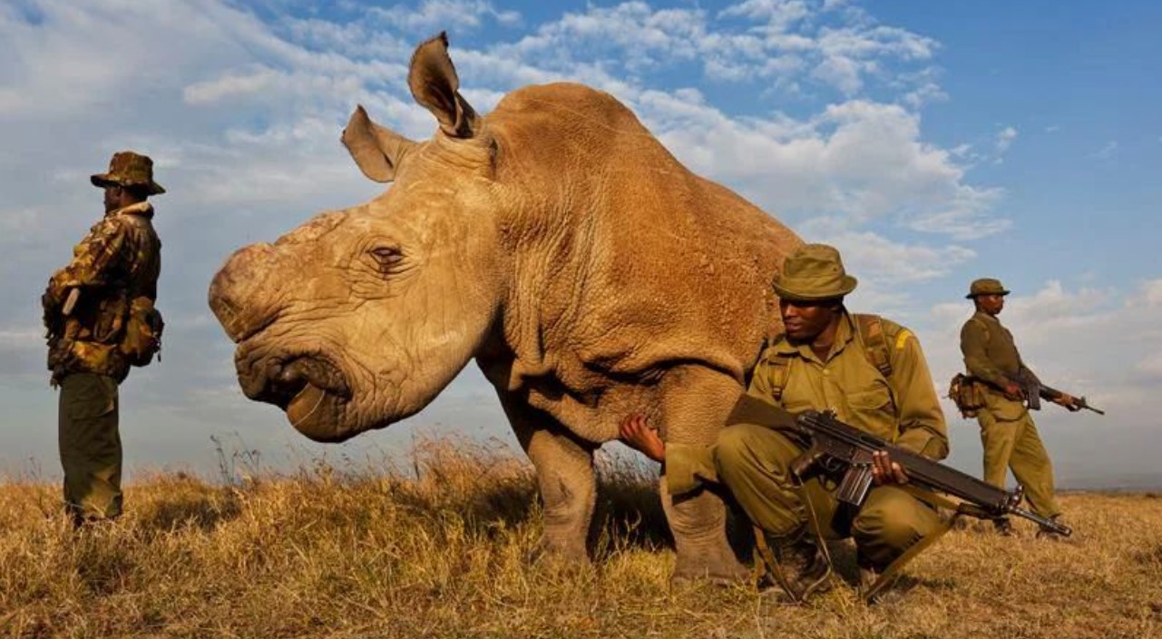 Kenya to use assisted reproduction in bid to save northern white rhino from extinction