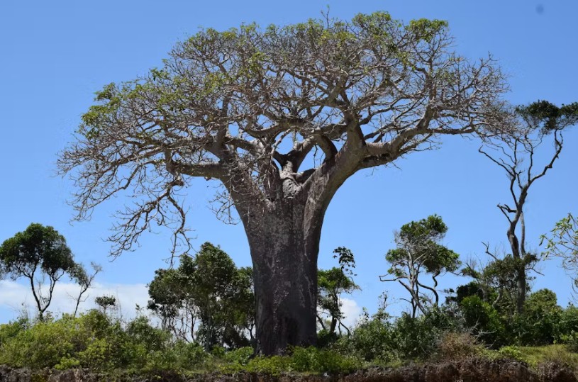 Baobab is a superfood with growing global demand – that’s bad news for the sacred African tree - The African baobab in Wasini Island, Kenya. (Photo: Patrick Maundu)