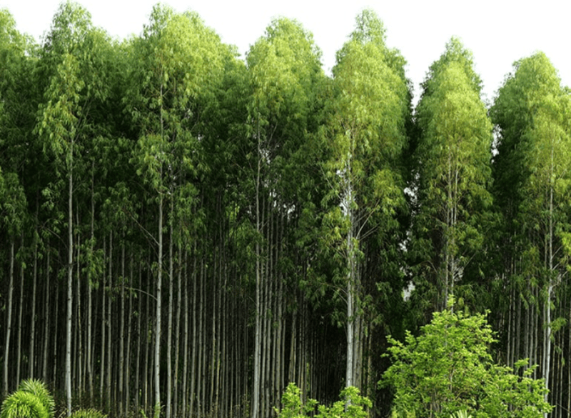 Kenya fell six million eucalyptus trees in just six months despite conservation efforts  - Eucalyptus trees in Bureti. (KNA)