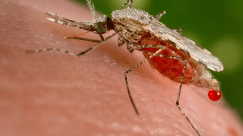 Congo's health ministry says unknown disease is severe malaria - An Anopheles stephensi mosquito obtains a blood meal from a human host through its pointed proboscis in this undated handout photo obtained by Reuters November 23, 2015. (REUTERS)