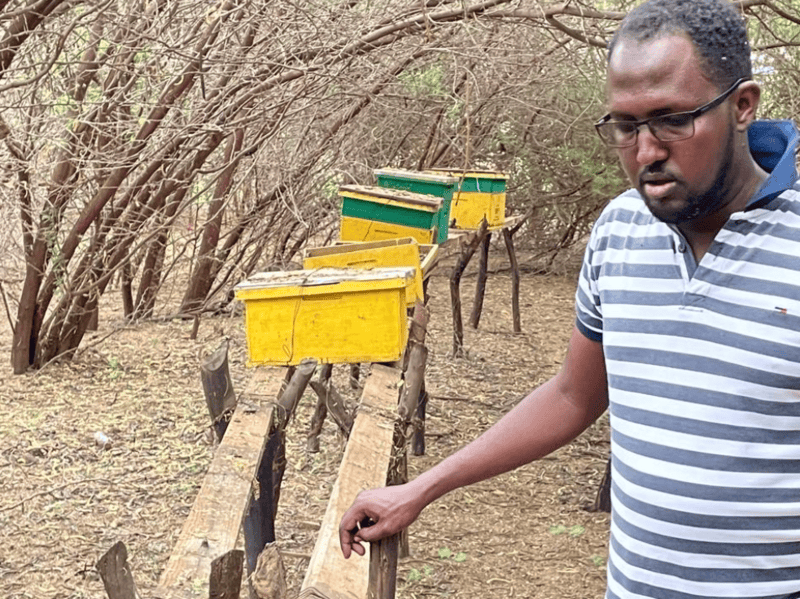 Garissa farmers turn to beekeeping as a climate-resilient livelihood