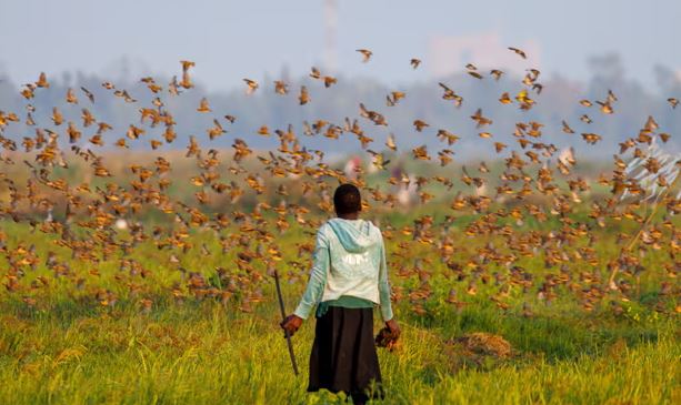 Quelea birds wreak havoc on farms in Narok, Nakuru counties