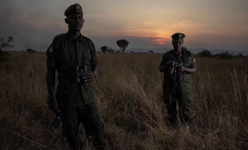 Counting Uganda’s lions: We found that wildlife rangers do a better job than machines