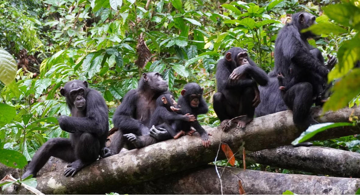 Research reveals previously unknown genetic diversity of wild chimpanzees shaped by habitats