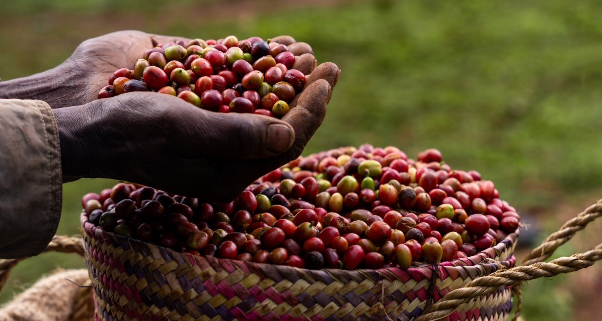 Ethiopia’s coffee export revenue hits $988 million, surpassing targets