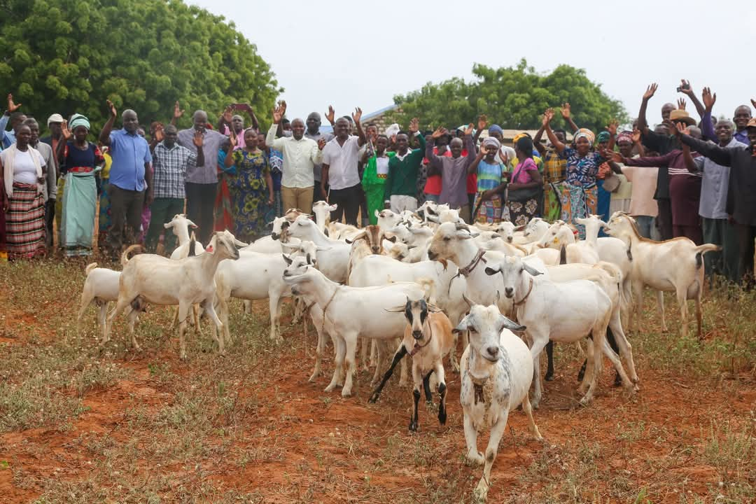 Kilifi farmers reap rewards from community-driven goat farming project