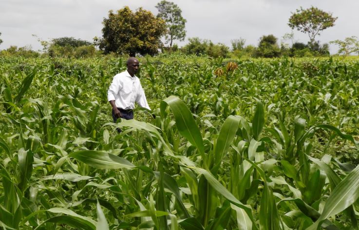 Jobs set to boom, fade in the next five years - report - A farmer inspects his maize farm. Farmworkers top the list as the most lucrative venture over the coming half a decade according to the latest report by the World Economic Forum. (Photo: File/REUTERS/Monicah Mwangi)