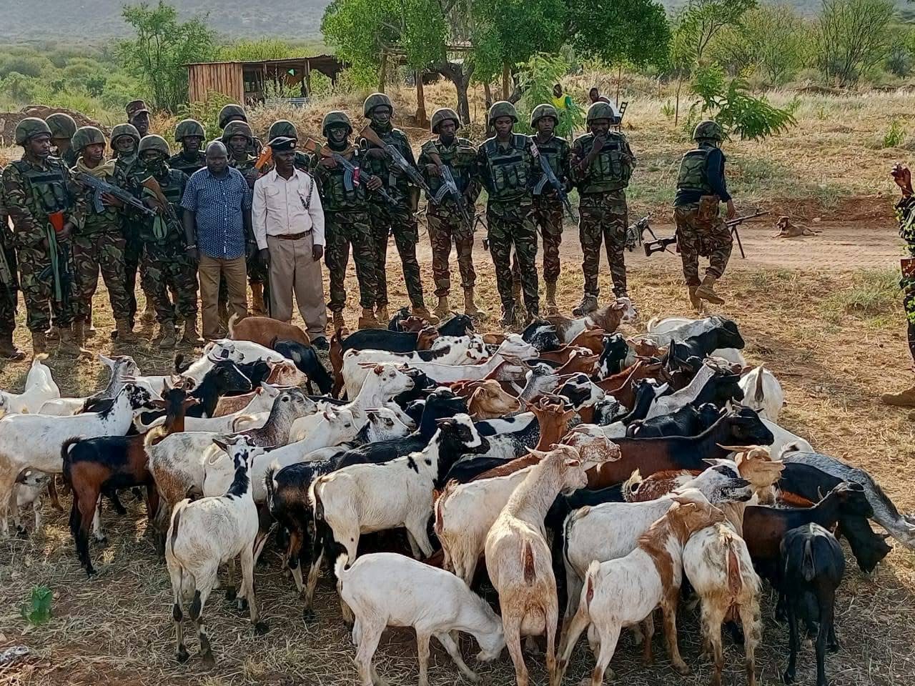 Multi-agency security operation recovers 100 stolen goats in Turkana