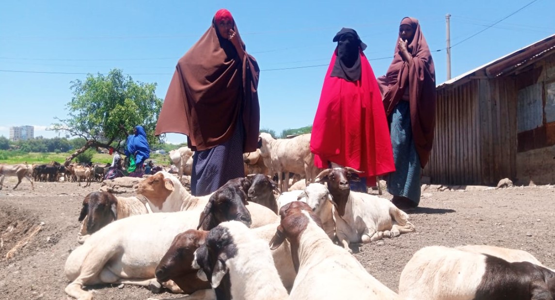 State's plan to vaccinate 22 million cattle, 50 million goats begins next week - Women selling sheep at the Safi livestock market in Isiolo. The government will next week launch the national livestock vaccination campaign. (Photo: File/Waweru Wairimu)