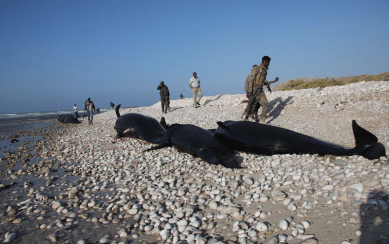 More than 100 dead dolphins found on Somali coast, cause a mystery