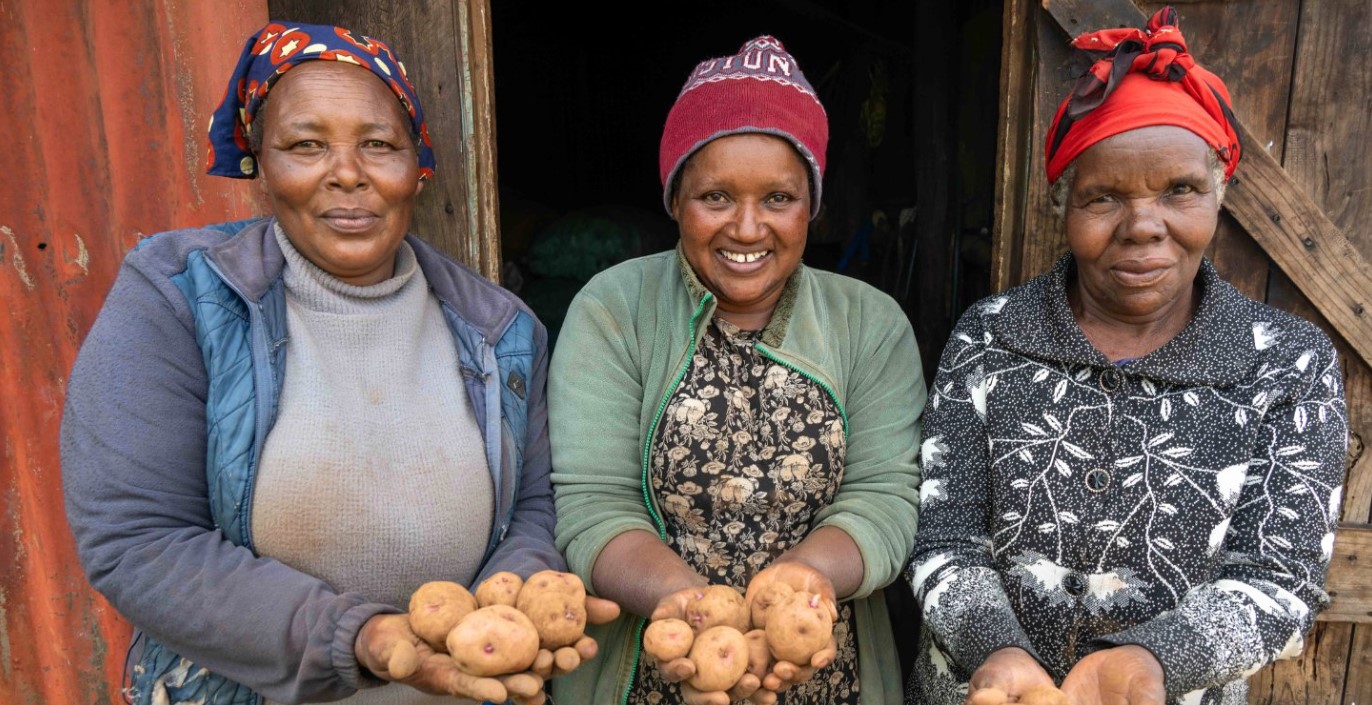 Rwanda seeks to combat malnutrition by increasing iron and zinc levels in Irish potatoes