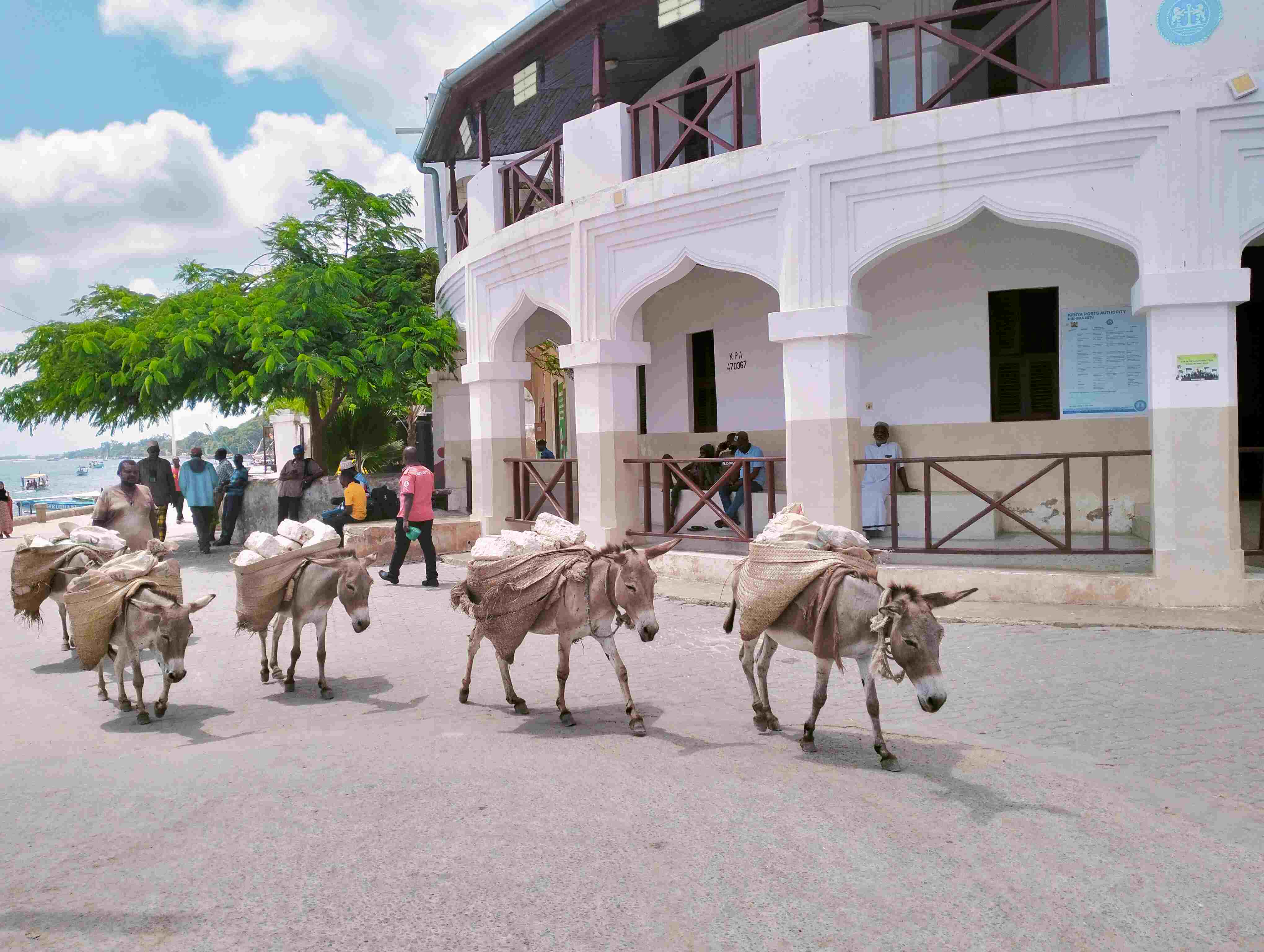 How donkey dung collection has boosted cleanliness in Lamu Old Town