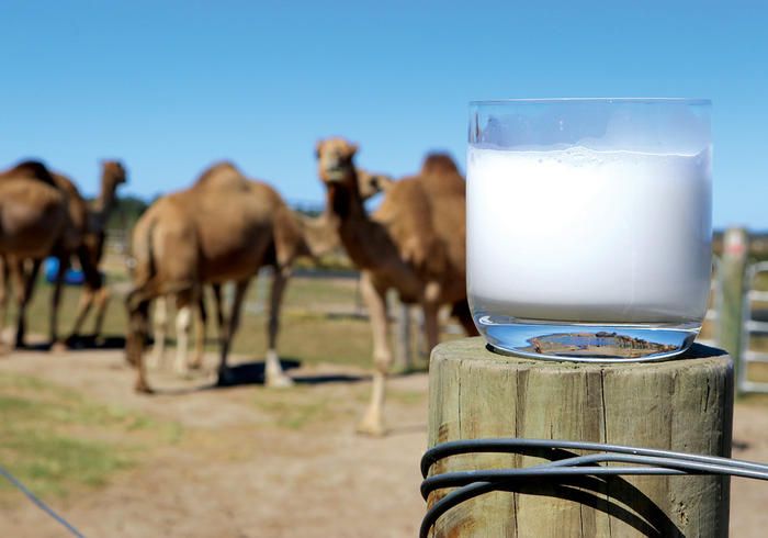 Camel milk: The superfood you should be drinking - Camel milk has higher levels of antioxidants, antimicrobial peptides, and anti-inflammatory compounds compared to cow's milk, making it a superior choice for overall wellness. (Photo: Pinterest)