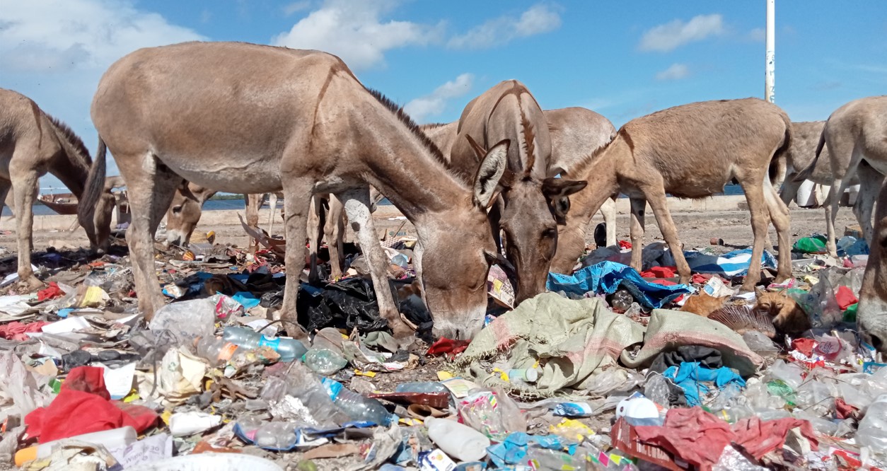 Concerns as donkeys in Lamu turned to garbage eaters in new wave of cruelty - Donkeys rummage for food at a dumpsite in Lamu. (Photo: Farhiya Hussein)