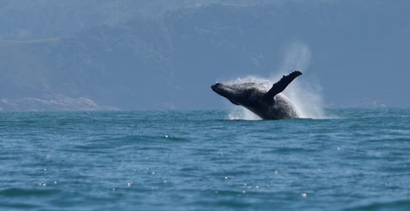 Humpback whale swallows and then spits out kayaker off Chile coast