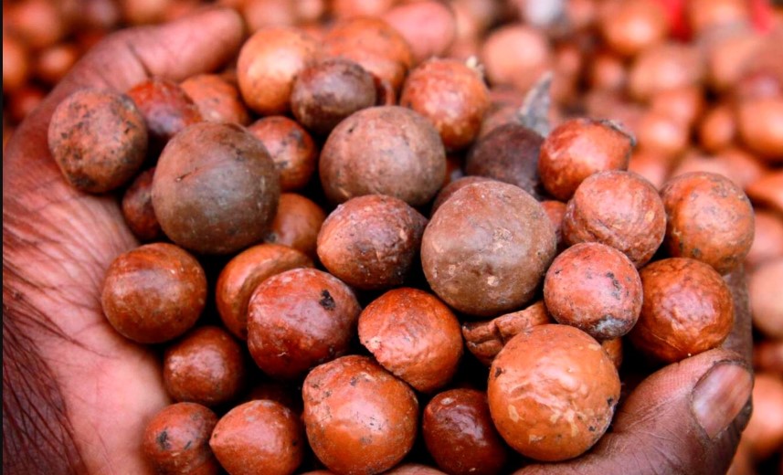 Government extends ban on export of in-shell macadamia as harvesting season begins - Macadamia nuts. The government has extended the ban on raw in-shell macadamia exports as the harvesting season kicks off on March 1, 2025. (Photo: X/City Digest)