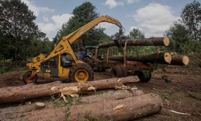 41 tonnes of exotic Kenyan timber seized by Interpol en route to Asia