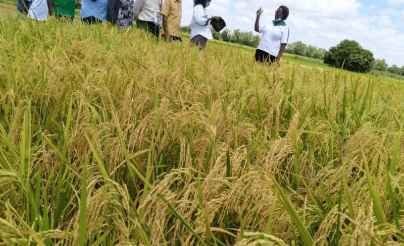 Step in and save struggling wheat farmers, ODM leaders tell gov't - Kenyan wheat farmers. ODM has called on the government to take urgent action to rescue wheat farmers in Narok and North Rift. (KNA)