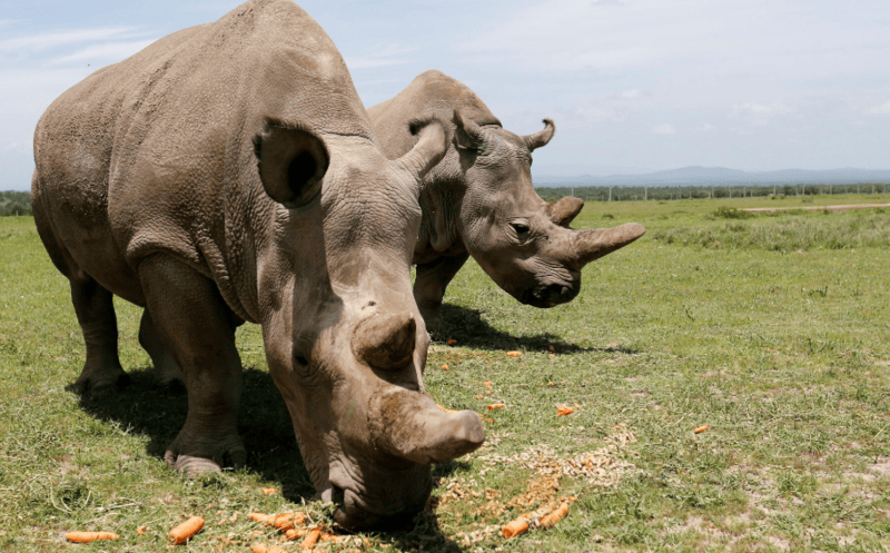 Race against time: Fight to save the Northern White Rhinos