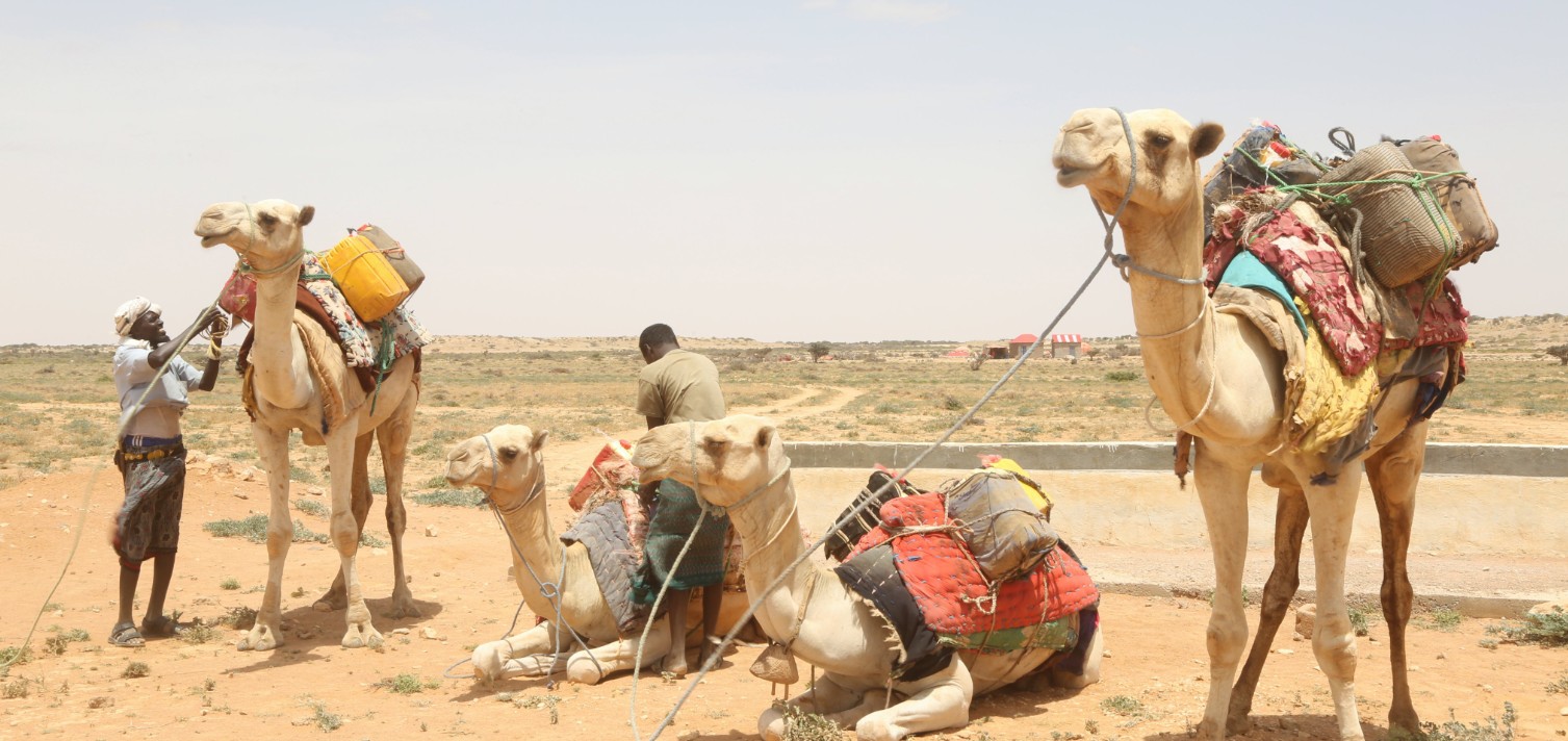 At least 4.4 million people in Somalia face starvation as drought worsens - Somalia residents use camels to fetch water amid biting drought. (Photo: X/UNDP Climate)