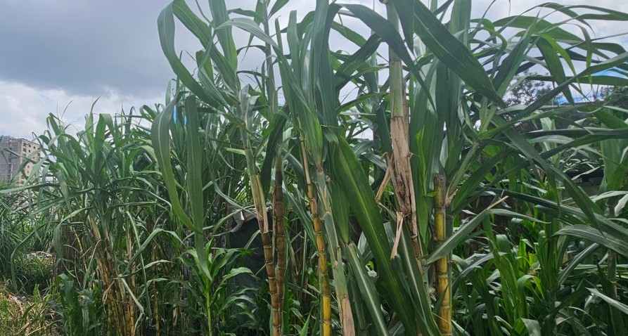 Government reviews sugarcane prices upwards after uproar from farmers