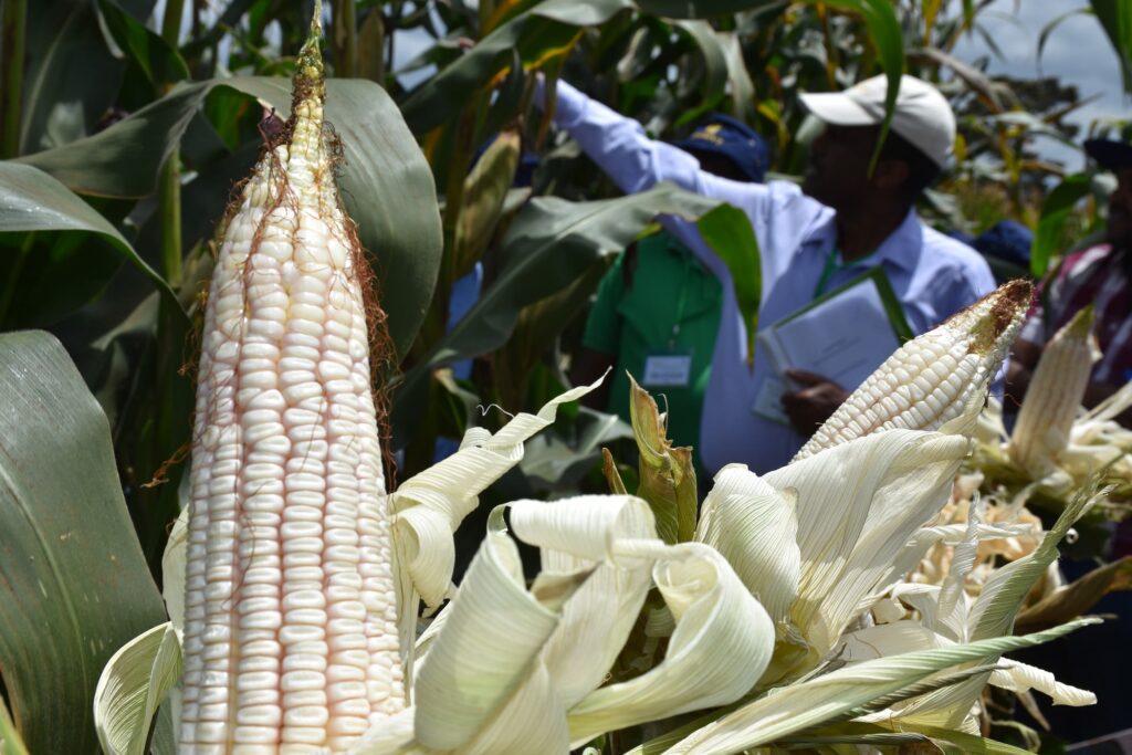 Tanzania surpasses Nigeria to become Africa’s second-largest maize producer - Tanzania now leads in maize production, surpassing Nigeria to become Africa’s second-largest producer of the staple crop. (Photo: AGRA)