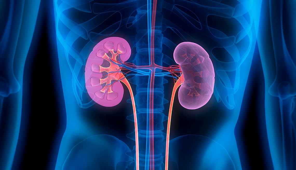 World Kidney Day: Insights from an expert on diet, salt intake and hydration - As World Kidney Day is marked on March 13, the attention turns to the vital role nutrition plays in maintaining kidney health. (Photo: Peterschreiber.media/ Getty Images)