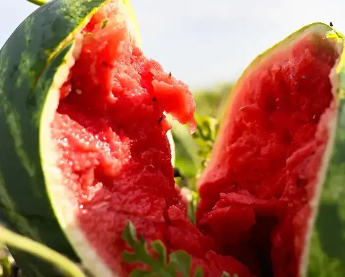 Is your watermelon safe? The chemicals you didn’t know you were consuming - A slice of watermelon.