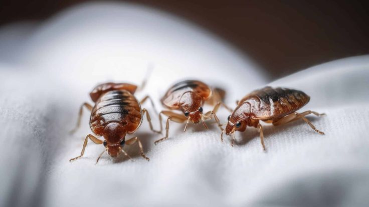 Nairobi residents raise concerns as bedbugs and cockroaches infest matatus