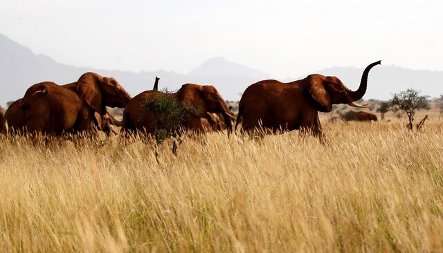 50 years of dramatic decline in Africa’s elephant numbers: What can be done to save them