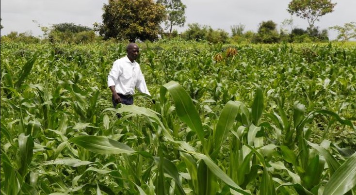 Africa dragging growth in global food production despite vast potential – WB Report - A farmer inspects his maize farm in Kyeleni village, Machakos County. (Photo: File/REUTERS/Monicah Mwangi)