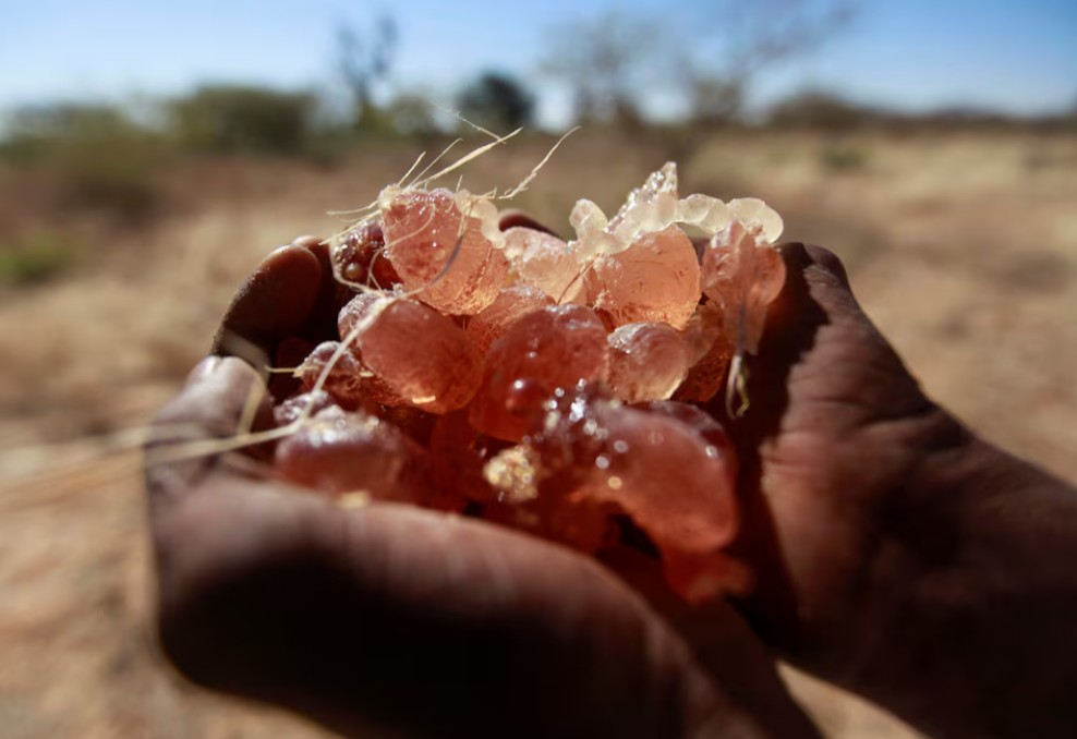 How a key ingredient in Coca-Cola, M&M's is smuggled from war-torn Sudan