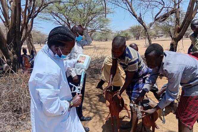 70,000 livestock vaccinated in Turkana County - The Turkana County Government, in partnership with Welthungerhilfe Kenya (WHH), conducted a nine-day livestock vaccination campaign in Nachuro and Nasinyono, targeting pastoralist communities in Lokichoggio and Turkana West sub-counties. (Photo: KNA)