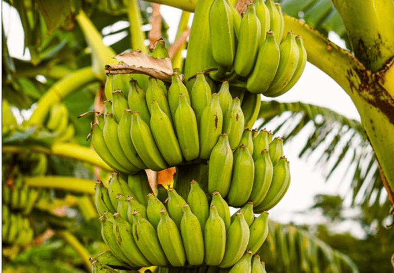 Tanzania scientists working to develop disease-resistant bananas to combat deadly virus - IITA scientist Happyness Mpanda confirmed that banana seedlings resistant to BBTV have been sent to Bukavu, DRC for screening.