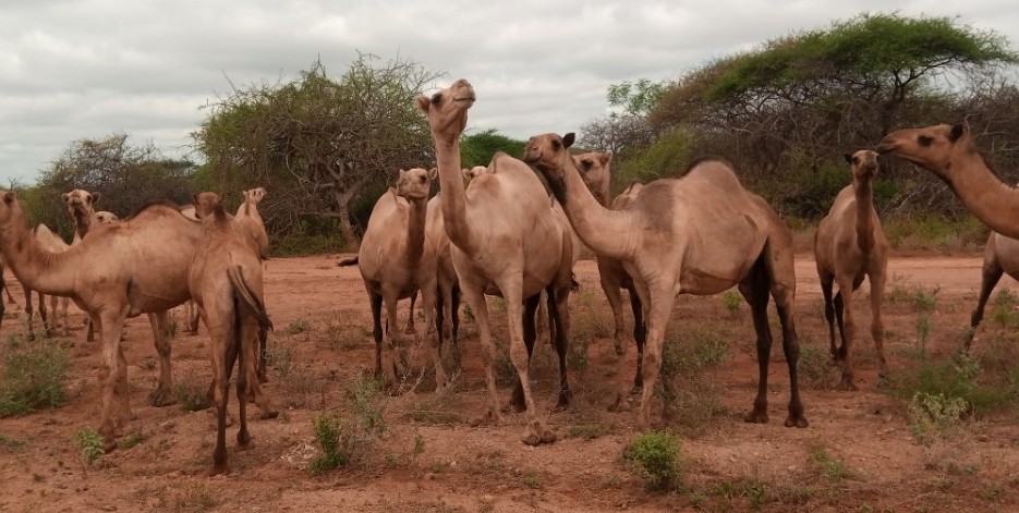 Herders worries as mysterious camel disease strikes Hurri Hills in Marsabit killing 20 in a week