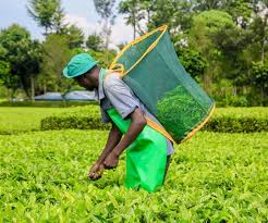 Government bans hawking of green tea to streamline industry - A tea farmer. (TBK)