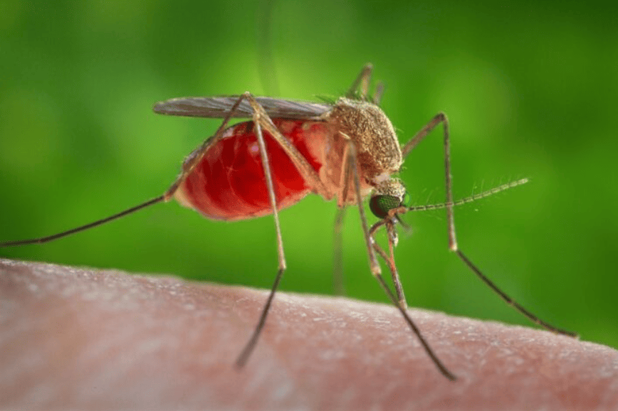 Congo lab testing confirms deadly disease outbreak was malaria - A Culex quinquefasciatus mosquito is seen on the skin of a human host in this 2014 picture from the Center for Disease Control. C. quinquefasciatus is known as one of the many arthropodal vectors responsible for spreading the arboviral encephalitis, West Nile virus (WNV) to human beings through their bite. (Photo/REUTERS)