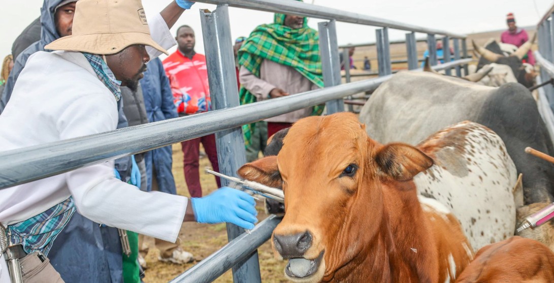 State says 500,000 cattle vaccinated in fight against foot and mouth disease - The government says over 500,000 cattle have been vaccinated against foot and mouth disease across 36 counties since the launch of a national campaign last month. (Photo: Ministry of Agriculture)