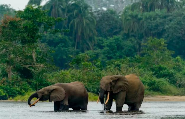 DRC’s plan for the world’s largest tropical forest reserve would be good for the planet: can it succeed?