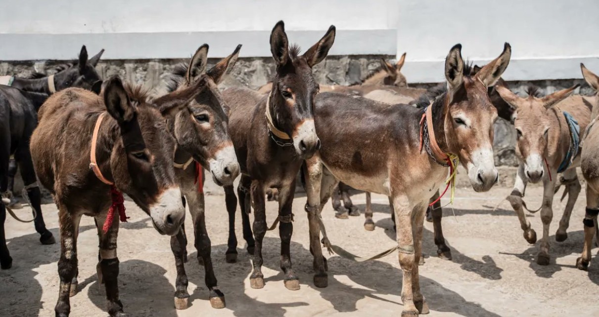 Tanzania shuts major donkey slaughterhouses to curb declining population amid AU ban