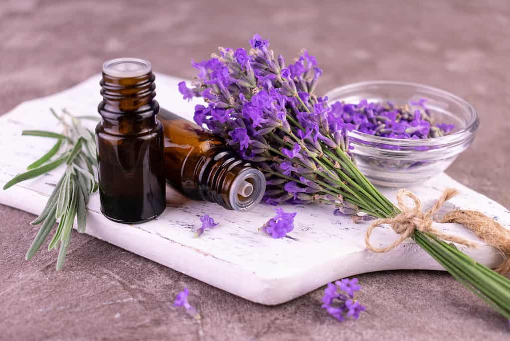 Do cockroaches hate lavender? Scientists put popular home hack to the test