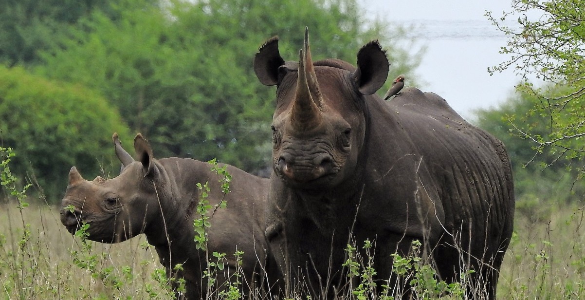 Kenya’s rhino boom signals major win for wildlife conservation as population grows by 31pc