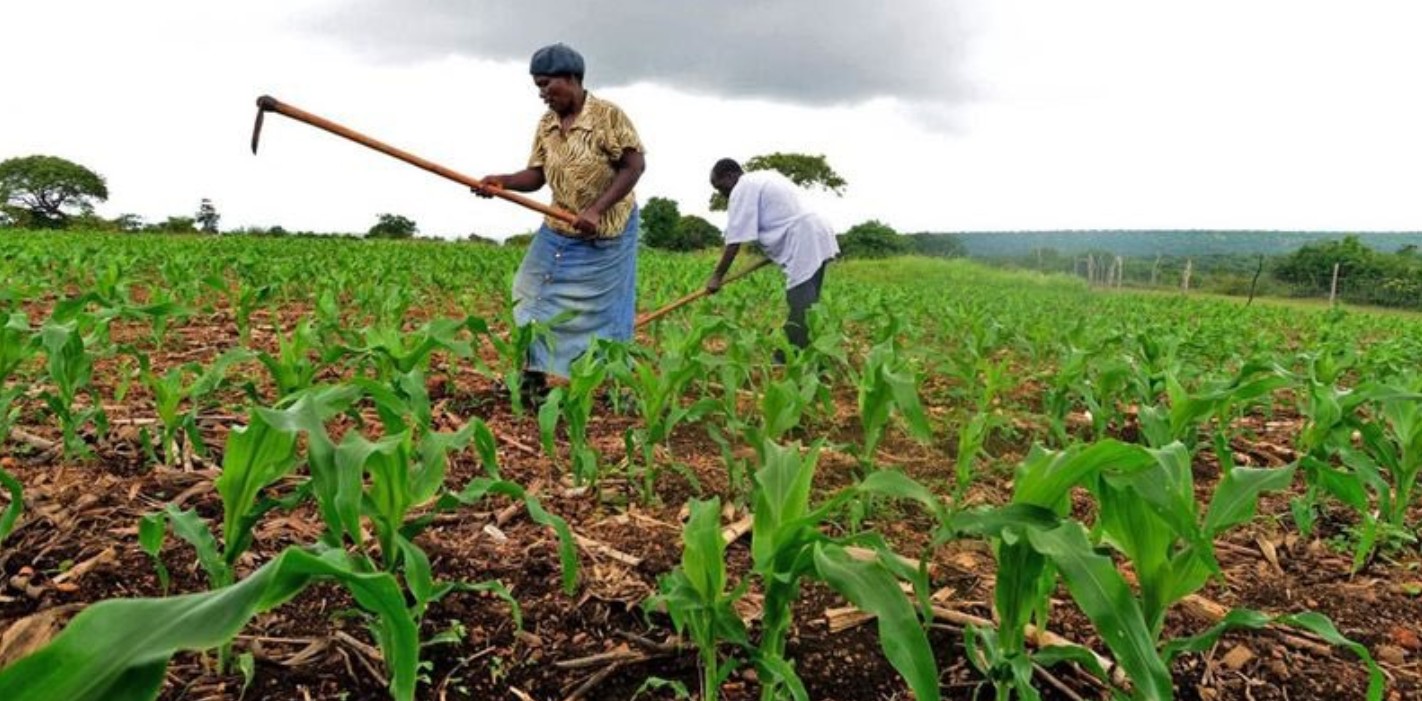 Climate inaction threatens global food security as farmland suitability declines, warns FAO report